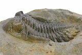 Detailed Hollardops Trilobite Fossil - Multi-Toned Preservation #359497-1